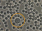 darkfield blood test after cellgen molecular enhancer